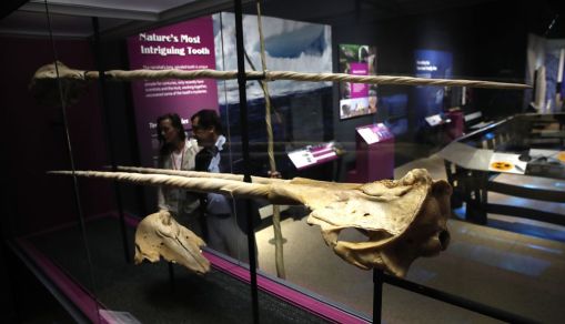 Smithsonian's National Museum of Natural History Holds Preview For "Narwhal: Revealing an Arctic Legend" Exhibit