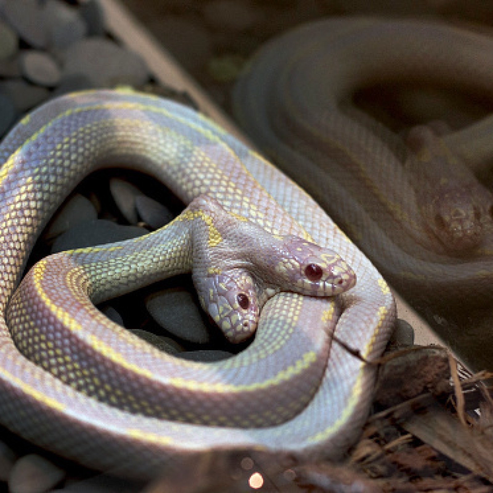 Milk Head Python Two Headed Honduran Milk Snake