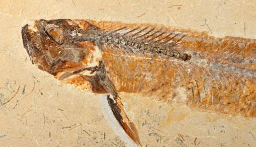 Fish fossil