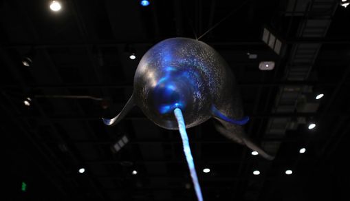 Smithsonian's National Museum of Natural History Holds Preview For "Narwhal: Revealing an Arctic Legend" Exhibit