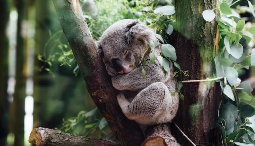 koala sleeping on tree branch