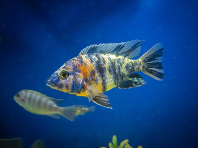 Free Fish Image