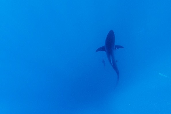 Tiger shark