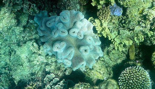 The Great Barrier Reef, off the coast of the Australian state of Queensland.