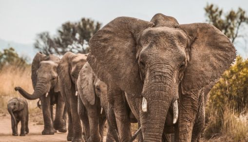 Elephants in an African game reserve