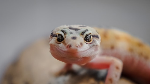 Lizards Evolved in the Late Triassic, Not the Middle Jurassic