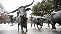 February 3, 2022 in Dallas, Texas