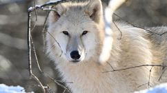 White wolves or artic wolves - Rhodes, northeastern France, on December 16, 2022