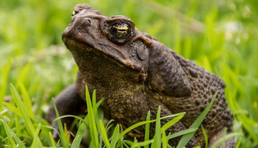 Cane Toad