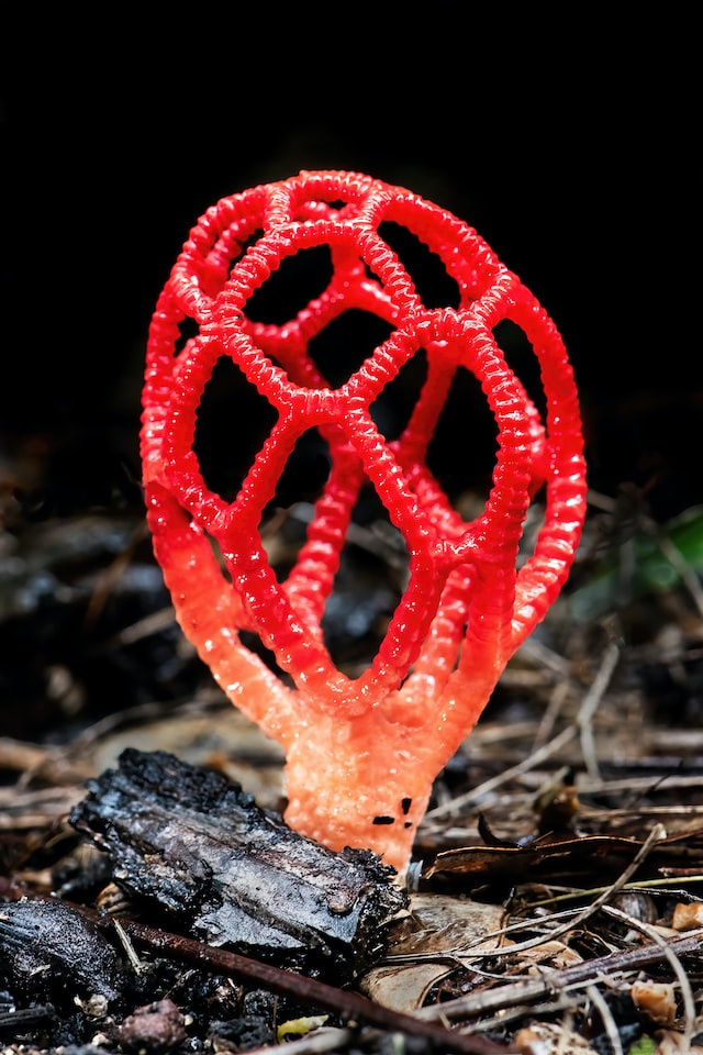 Latticed stinkhorn