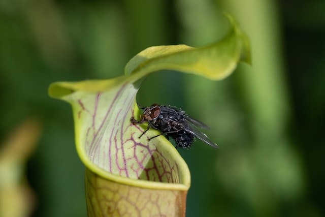 insect in the pitcher plant