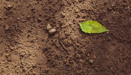 green leaf on brown soil