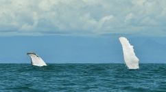 COLOMBIA-ANIMAL-WILDLIFE-HUMPBACK WHALE-FEATURE