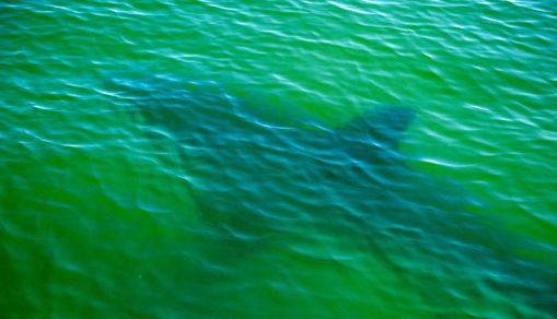 New Caledonia Shark Attack