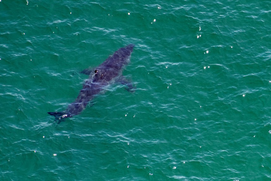 Great White Shark