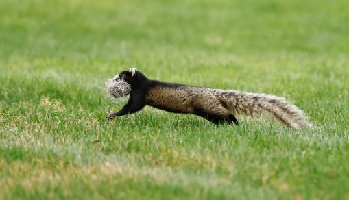 Valspar Championship - Previews