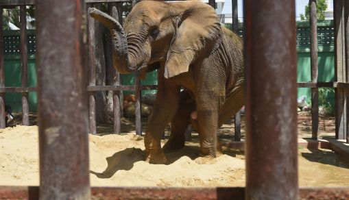 PAKISTAN-WILDLIFE-ELEPHANT