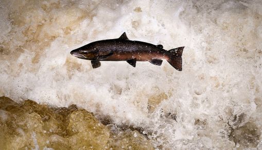 Salmon Leaping At Buchanty Spout
