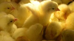 RUSSIA-AGRICULTURE-EXHIBITION