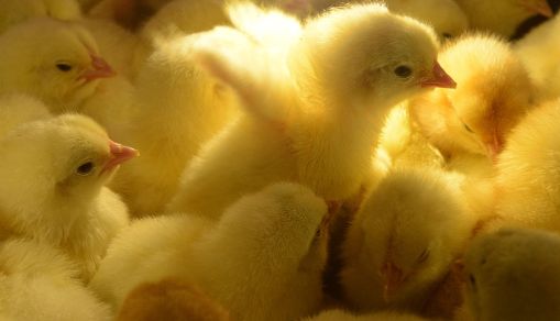 RUSSIA-AGRICULTURE-EXHIBITION