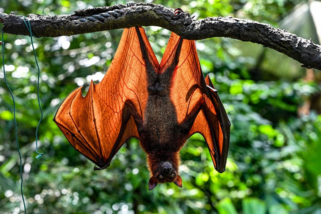 Bats on the Move: A Novel Approach To Tracking Migratory Bats With Radar