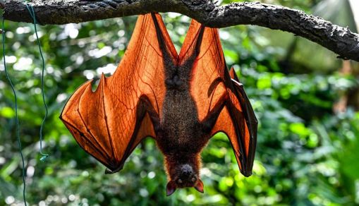 SINGAPORE-ANIMAL-ZOO