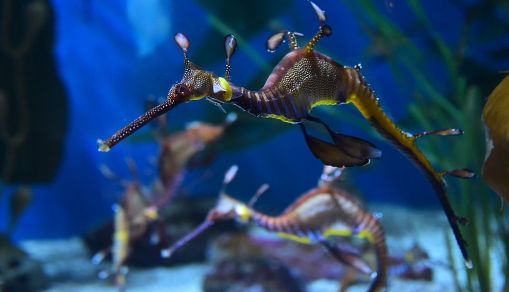 Sea Dragons: Genetic Clues that Make Them Oddballs of the Ocean