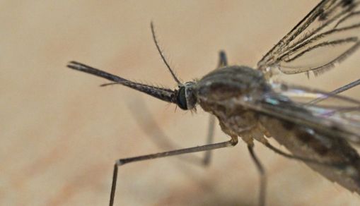 FRANCE-ANIMAL-INSECT-MOSQUITO