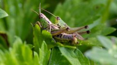 ILLUSTRATION INSECTS