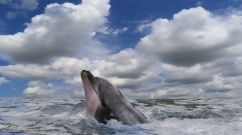 Bottlenose Dolphin Killings