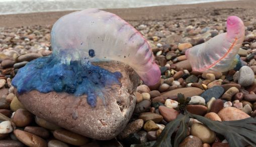 Portuguese Man O' War Sightings in Virginia Beach Unusually Increasing Due to Ocean Currents, Wind