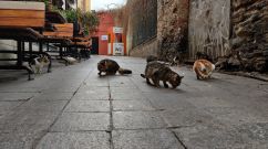 New Cat Contraceptive via Annual Injections can Curb Feline Overpopulation