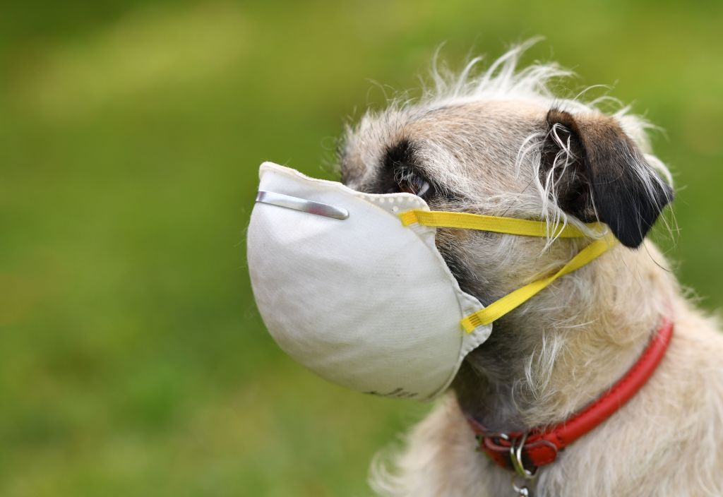 Dog Wears 'Incredible' Mask Made by Woman To Protect Him From Wildfire ...