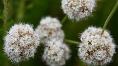 US-ENVIRONMENT-CLIMATE-PLANTS-ENVIRONMENT-POLLUTION-ENVIRONMENT-