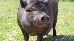 Family of Pet Pigs Eating Invasive Plants on Golf Course Killed By Poachers — Hawaii Country Club