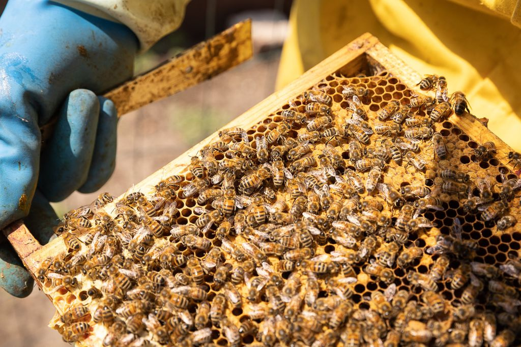 Honey Bees Test Immune-Boosting Therapy, Making Them More Resilient and ...