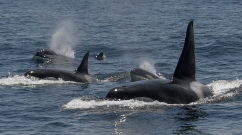 Orcas Don't Attack Boats for Fun: What We Know About the Recent Incidents