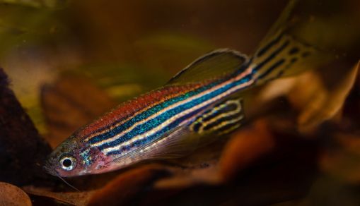 Zebrafish Limb Regeneration