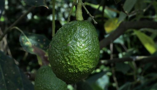 Guide to 4 Stages of Avocado Tree Life Cycle for Backyard Gardeners