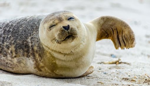 Seal Lying on gray sand during daytime