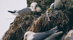 kittiwakes