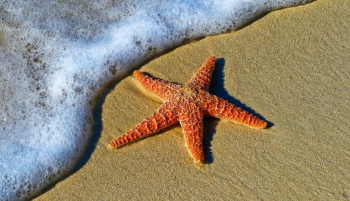 Giant Starfish