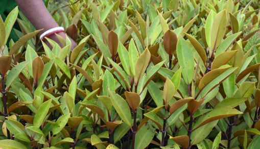 INDIA-ENVIRONMENT-MANGROVE-WOMEN