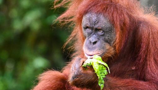 Sumatran Orangutan