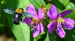 Genealogy of Bees Traced Back 120 Million Years Ago to Ancient Supercontinent Gondwana