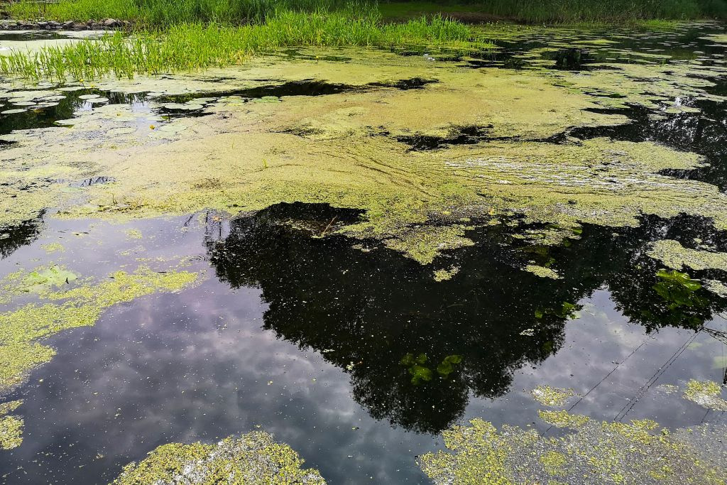 The Rising Threat of Toxic Algae in 8 Colorado’s Lakes Due to Climate ...