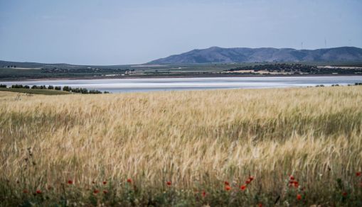 Flamingoes In Spain Lose Nesting Grounds To Drought