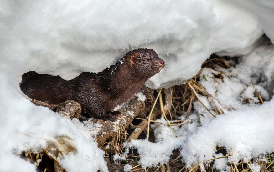 minks