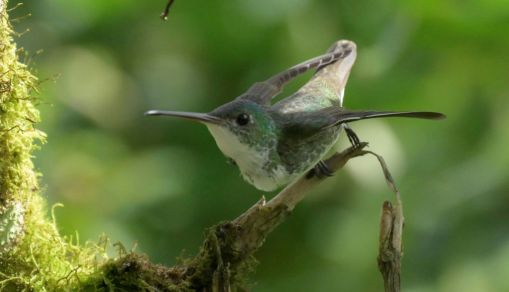 ECUADOR-CHOCO-NATURE-ENVIRONMENT-MINING