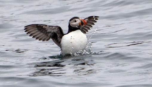 Atlantic puffin